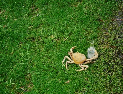 A Concept Image of a Crab Holding an Empty Bottle of Beer. Stock Photos