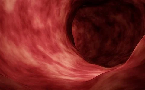 Concept Internal Veins in human or animal body. Internal Veins without Bloo.. Stock Illustration