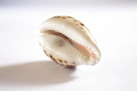 Concept, kaudi shell on white background Photos