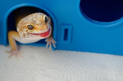 Concept of keeping lizard at home. Lizard shows its tongue. Funny pets. Stock Photos