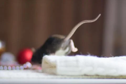 The concept of a kitchen thief. Mouse thief. Gray rats. Stock Photos