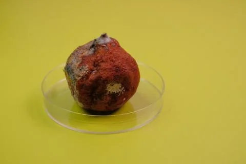 The concept of laboratory work with fruit. Laboratory tests with spoiled citr Stock Photos