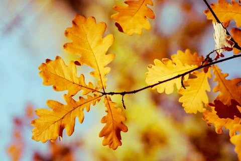 Concept of leaf fall, yellow bright oak leaves on background of autumn forest Stock Photos