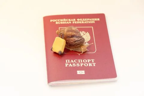 Concept of low speed document clearance, snails and passport 写真素材