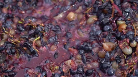 Concept for making wine Video stock 229265533