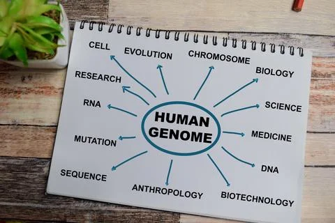 Concept of mind map human genome write on book with keywords Stock Photos