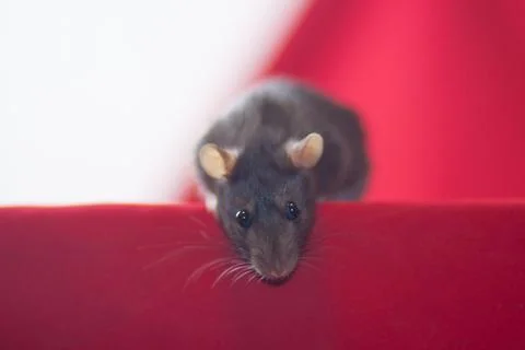 The concept of a mouse eye. The gray rat is looking. Piercing Stock Photos