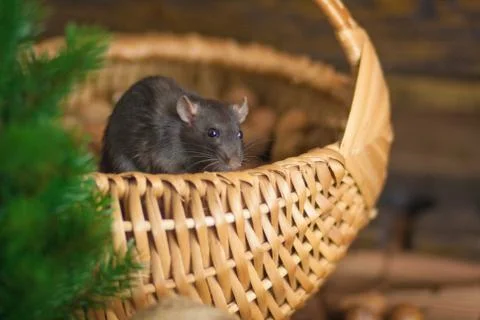 The concept of a mouse thief. Gray mouse. Gray rat. Steal. Stock Photos