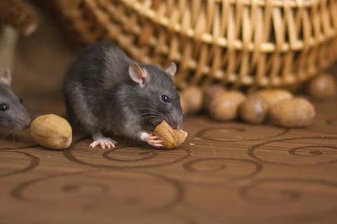 The concept of a mouse thief. Gray mouse. Gray rat. Steal. Stock-Fotos