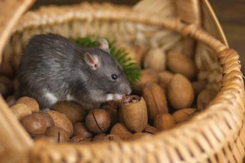 The concept of a mouse thief. Gray mouse. Gray rat. Steal. 写真素材