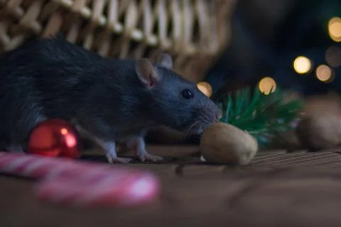 The concept of a mouse thief. Gray mouse. Gray rat. Rat thief. Stock Photos