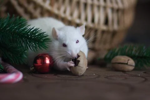 The concept of a mouse thief. White mouse. White rat. Rat thief. Stock Photos