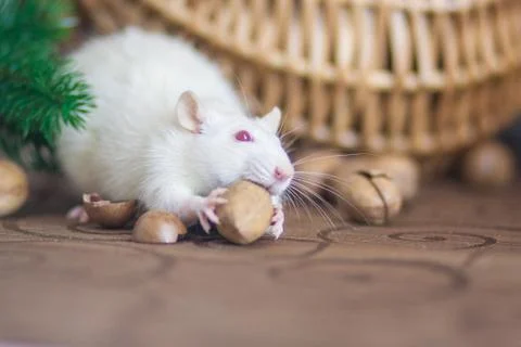 The concept of a mouse thief. White mouse. White rat. Rat thief. Fotos Stock