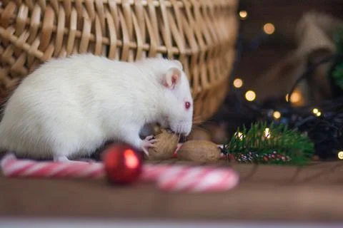 The concept of a mouse thief. White mouse. White rat. Rat thief. Stock Photos