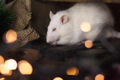 The concept of a mouse thief. White mouse. White rat. Rat thief. Stock Photos