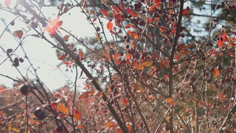 Concept a nature berries on rowan tree. Stock Footage 146792175