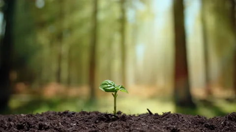 Concept of new life beginning, small green plant stem rising from fertile soil Stock-Footage 140821612