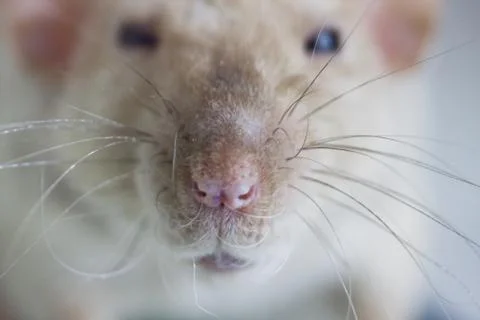 Concept of nose. Muzzle rat close-up. Mouse big Stock Photos