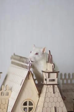 The concept of the Nutcracker and the mouse king. Stock Photos