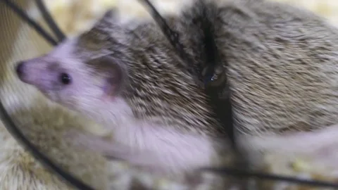 Concept of office hard work, race, stress, workaholic. hedgehog in wheel like Stock Footage 83286726