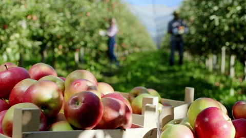 Concept of organic food farmer and worker picking the fresh and ripe apples from Stock Footage