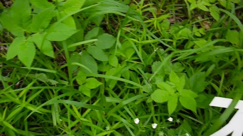 Concept of person and environment. Human figures made of paper on grass Stock Footage