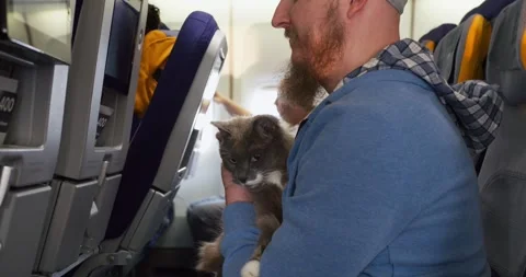 Concept: Pet priority on board. Cat in aircraft cabin sitting in hands owner Stock-Footage 245997659