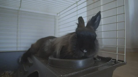 Concept of pets. Cute decorative rabbit in the aviary Stock Footage 127812250