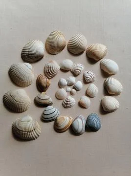 Concept photo with shells Stock Photos