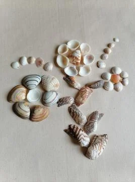 Concept photo with shells Stock Photos