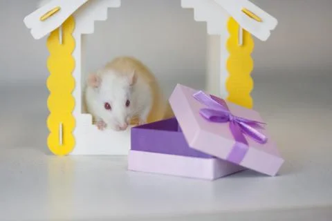 Concept playing mouse. Rat animals. Mouse gift. White rat. Stock Photos