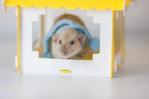 Concept playing mouse. Rat animals. Brown mouse. Brown rat. Stock Photos