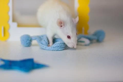 Concept playing mouse. Rat animals. Mouse gift. White rat. 写真素材