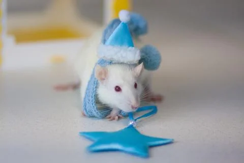 Concept playing mouse. Rat animals. Mouse gift. White rat. Stock Photos