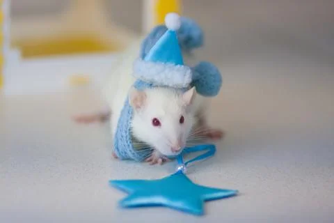 Concept playing mouse. Rat animals. Mouse gift. White rat. Stock Photos