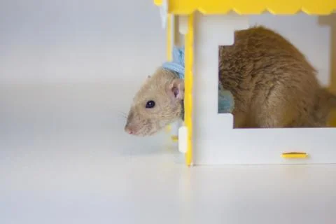 Concept playing mouse. Rat animals. Brown mouse. Brown rat. 写真素材