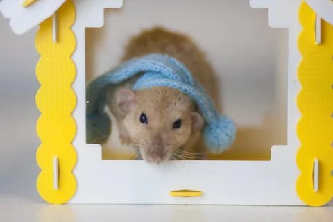Concept playing mouse. Rat animals. Brown mouse. Brown rat. Stock Photos