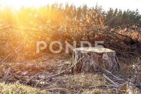 Concept protection planet world earth - deforestation of trees - the destruct Stock Photos