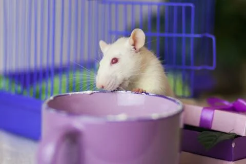 The concept of the recipe. Mouse in Cup. Stock Photos