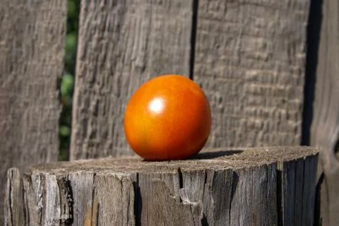 Concept. Red tomato on an old tree Stock Photos