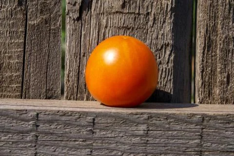 Concept. Red tomato on an old tree Stock Photos