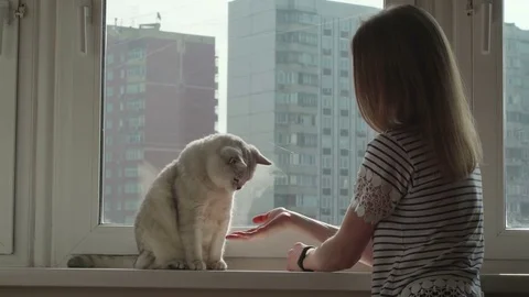 Concept of the relationship of man and his pet. Young blonde and white cat, Girl Stock Footage 73664132