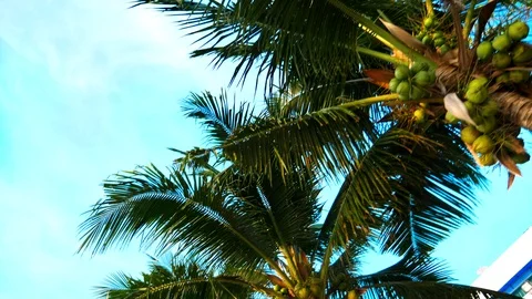 The concept of rest. Beautiful coconut palm trees against the blue sky. bottom Stock Footage 104246260