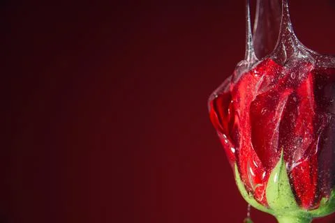 Concept of rose with transparent slime Stock Photos