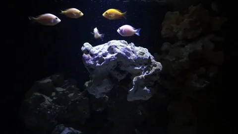 Concept scene of arguing and fighting group of persons. The shot is underwater Видео 101022025