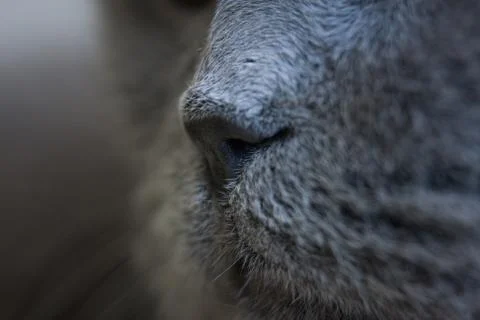 The concept of the scent. Cat face close-up. Big grey cat. Cat's nose. Stock Photos