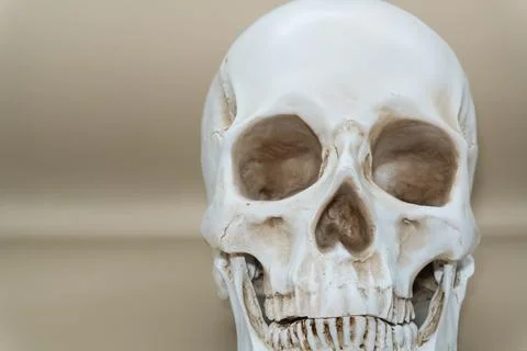 Concept - skull on a gray background, beautiful white medical skull without jaw, Stock-Fotos