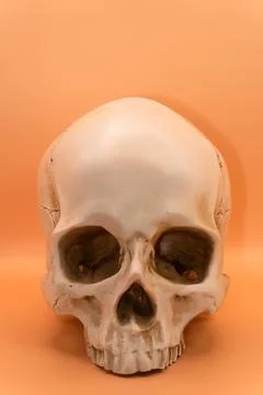 Concept - skull on a light orange background, beautiful white medical skull Stock Photos
