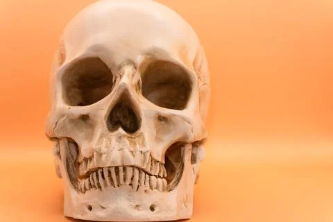 Concept - skull on a light orange background, beautiful white medical skull with Stock Photos