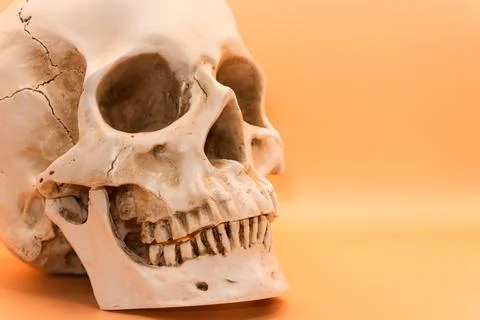 Concept - skull on a light orange background, beautiful white medical skull with Stock Photos